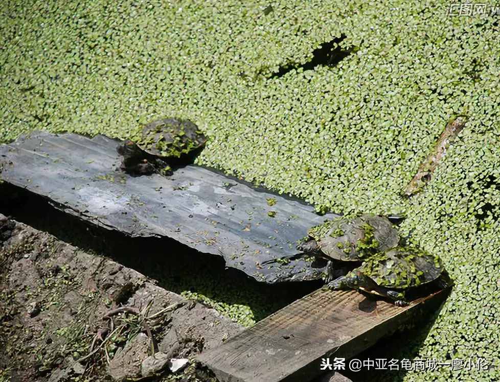 烏龜頭號(hào)殺手一白眼病的預(yù)防及治療