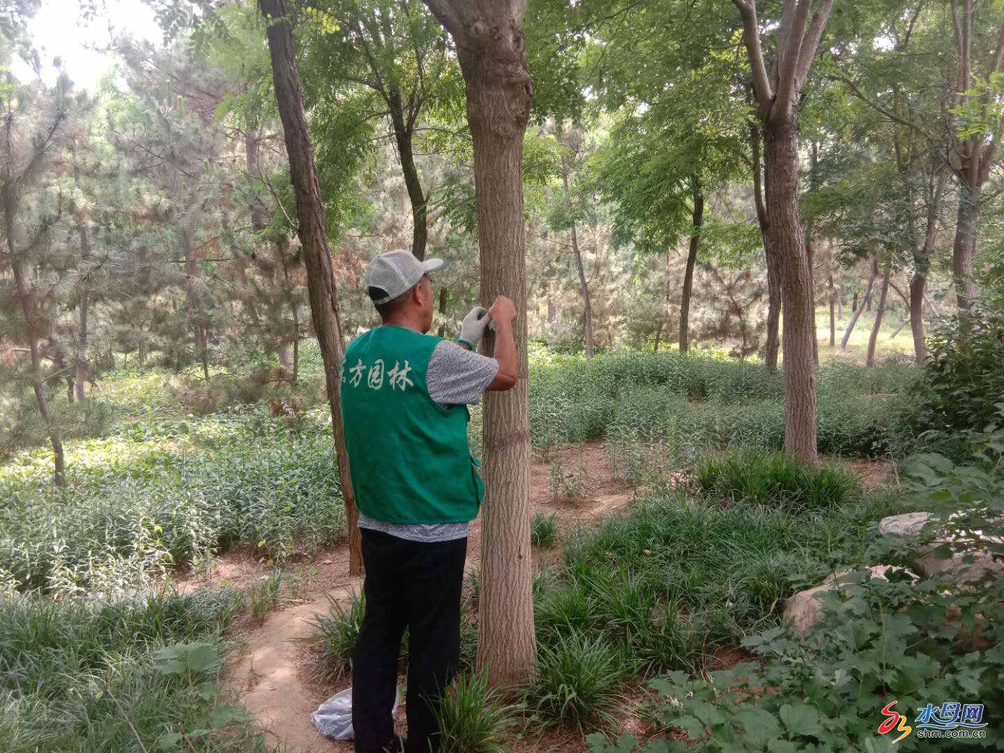 金沙灘旅游度假區(qū)管理中心投放周氏嚙小蜂生物防治美國白蛾