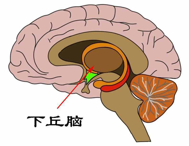 被凍死是怎樣的過程：從瑟瑟發(fā)抖到無意識的赤身躺下？