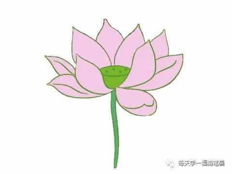 每天學(xué)一幅簡(jiǎn)筆畫(huà)--荷花簡(jiǎn)筆畫(huà)的畫(huà)法步驟