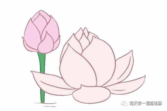 每天學(xué)一幅簡(jiǎn)筆畫(huà)--荷花簡(jiǎn)筆畫(huà)的畫(huà)法步驟