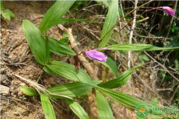 白芨有哪些功效和作用？當(dāng)前價(jià)格多少錢一斤？