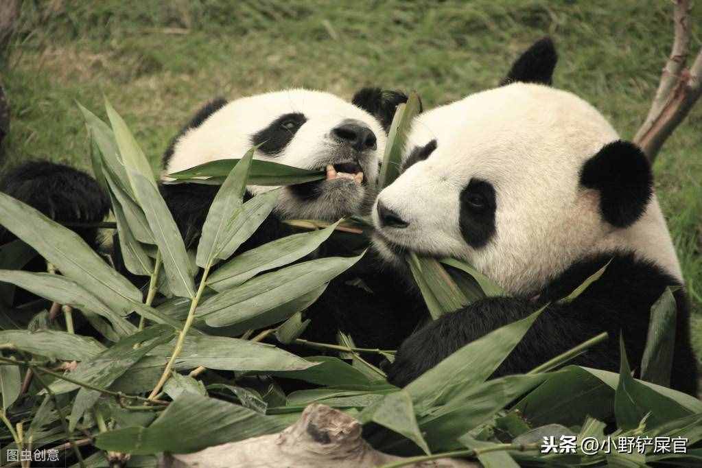 世界上動物千千萬，為什么只有大熊貓是國寶？《山海經(jīng)》來告訴你