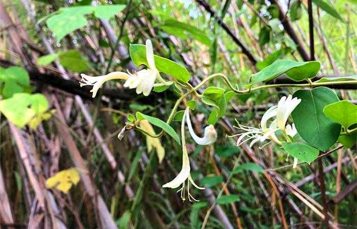 不是所有的花都有蜜，這8種蜂蜜根本不存在，遇到千萬(wàn)不要買(mǎi)