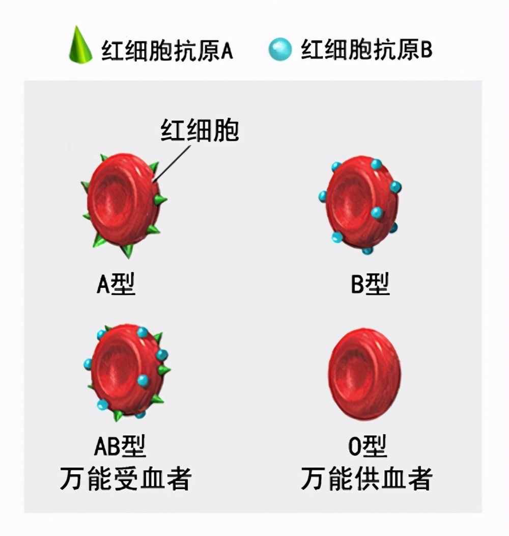 人的血型真的會影響性格嗎