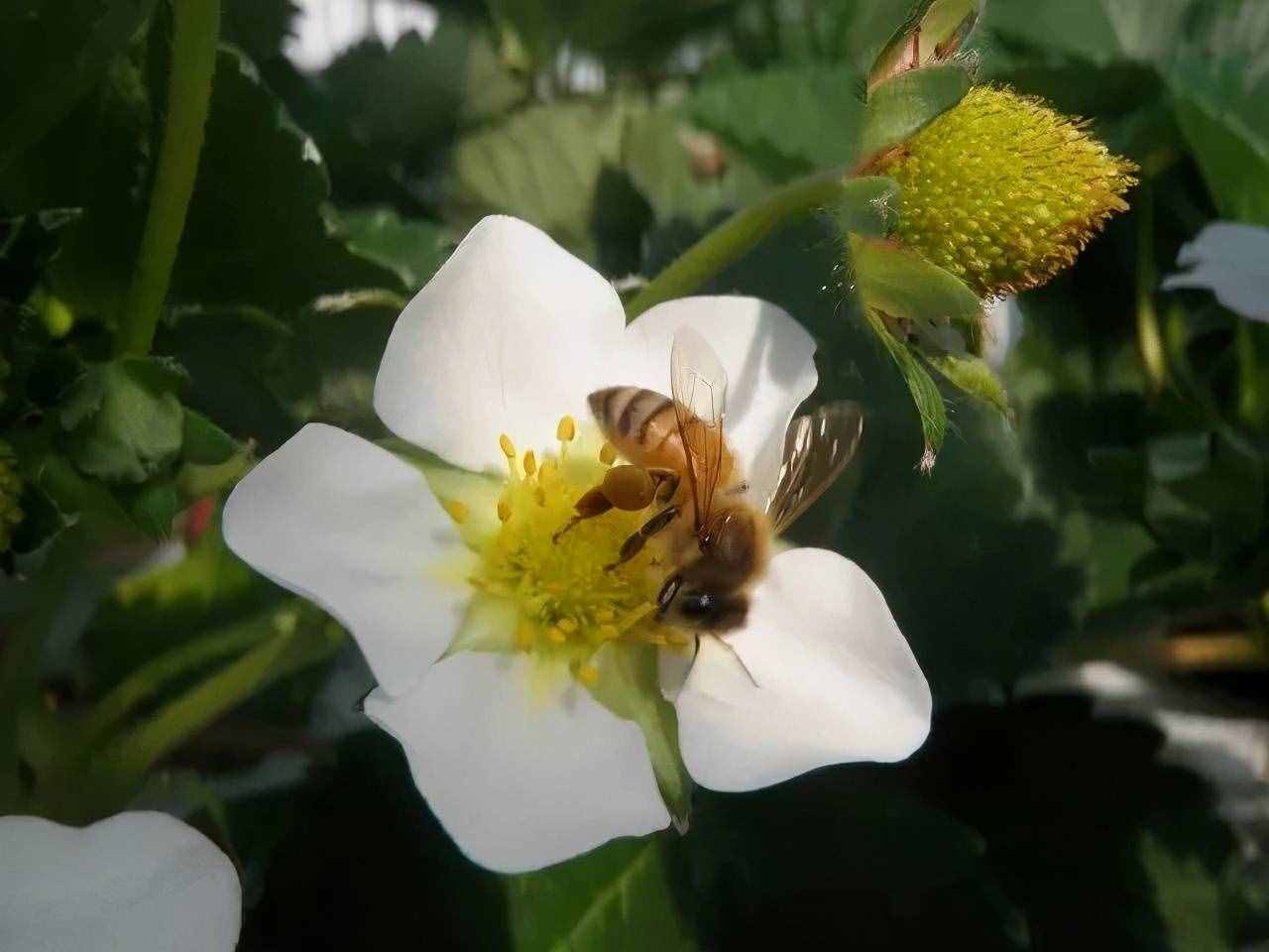 陽臺盆栽草莓種植攻略，從幼苗、開花到結(jié)果，全過程指導(dǎo)