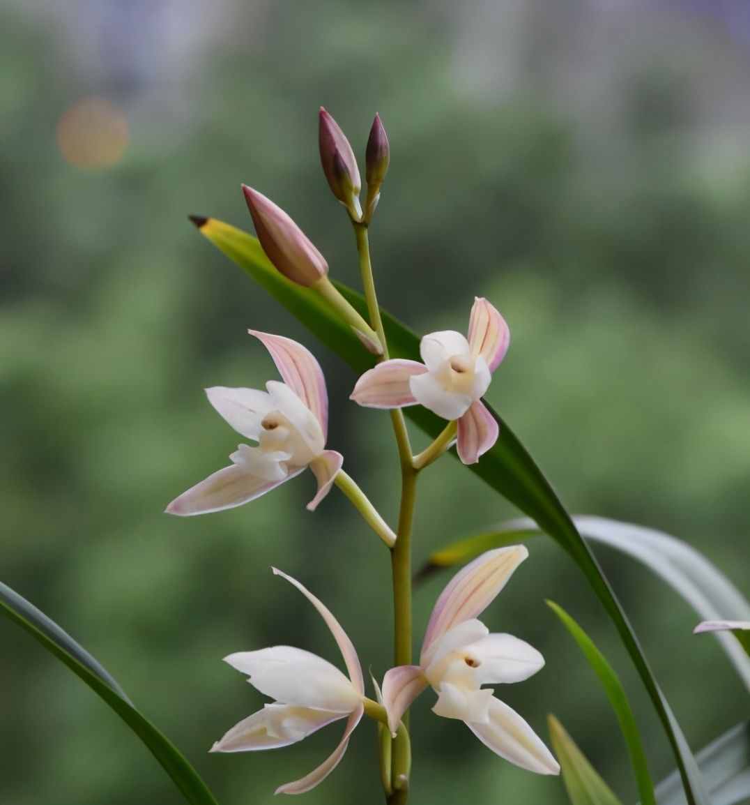 六月份中旬了，什么蘭花品種會(huì)開花？