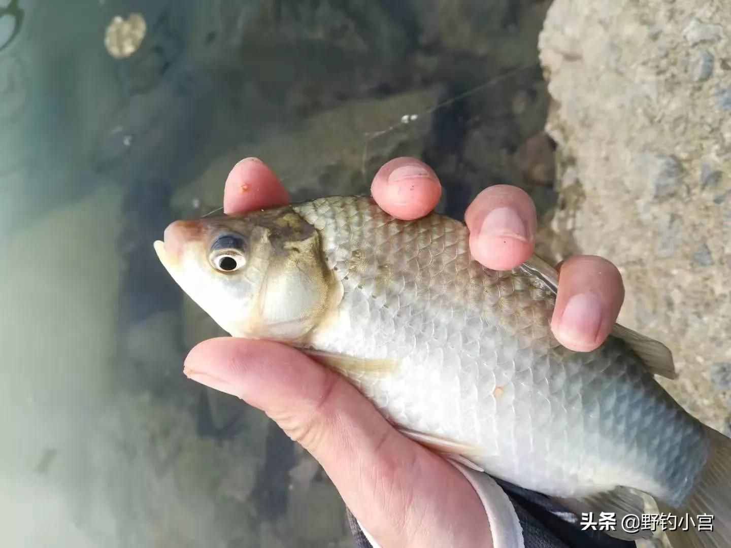 臺釣學會看漂相抓口，魚獲比別人多一半，不信看完評論區(qū)見