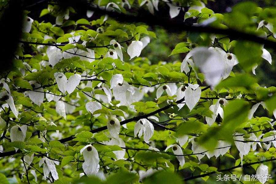 8種植物界的活化石、中國的國寶植物，除了人參外你還認(rèn)識幾個？