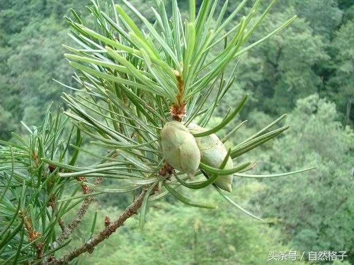 8種植物界的活化石、中國的國寶植物，除了人參外你還認(rèn)識幾個？