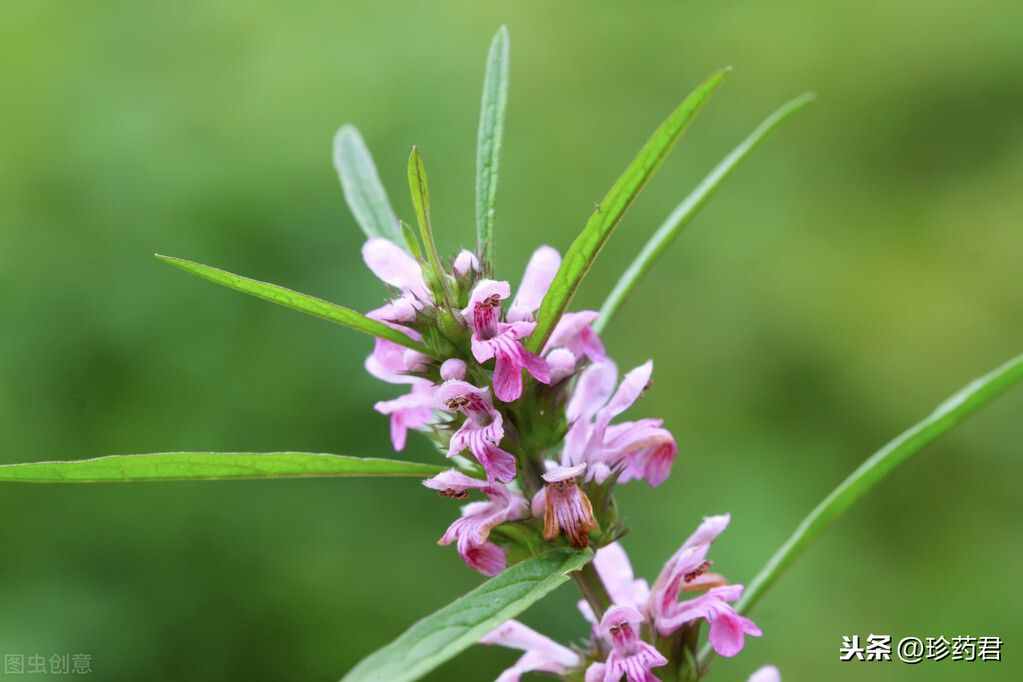 益母草規(guī)范種植技術(shù)