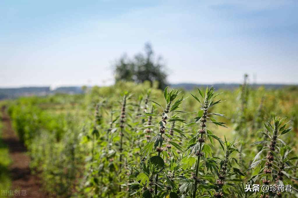 益母草規(guī)范種植技術(shù)