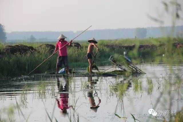 安徽、湖北兩地龍蝦養(yǎng)殖技術(shù)精髓、句句都是經(jīng)驗