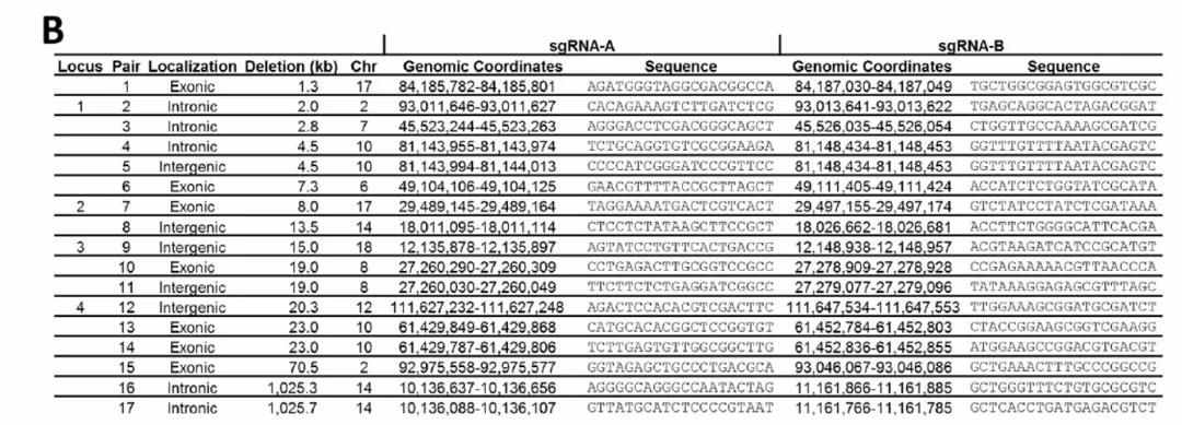 CRISPR/Cas9敲除LncRNA或者外顯子的效率是多少？