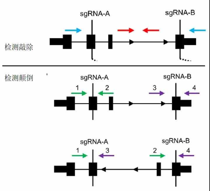 CRISPR/Cas9敲除LncRNA或者外顯子的效率是多少？