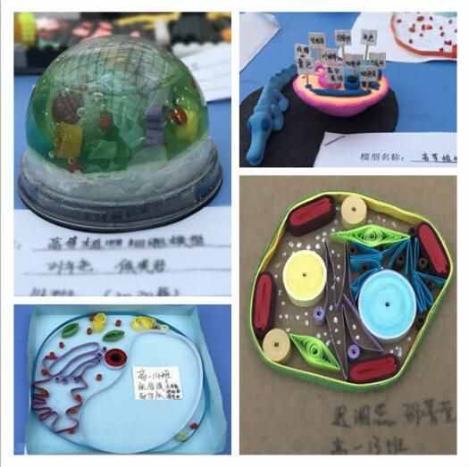 西安中學高一學生巧手制作生物模型生命細胞栩栩如生