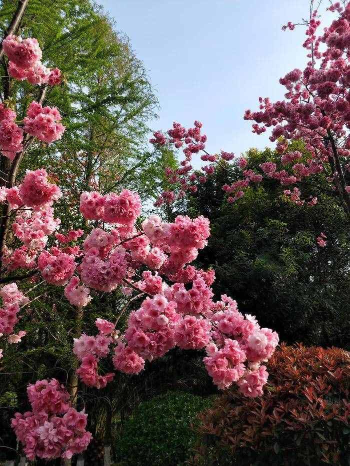 向陽花木易逢春