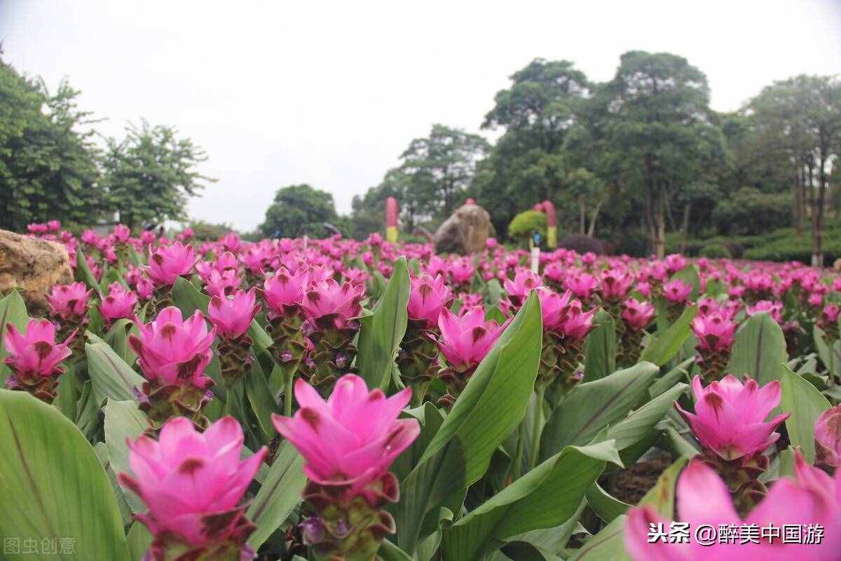 探訪夢(mèng)幻百花洲，大型花卉主題休閑勝地，環(huán)境優(yōu)美