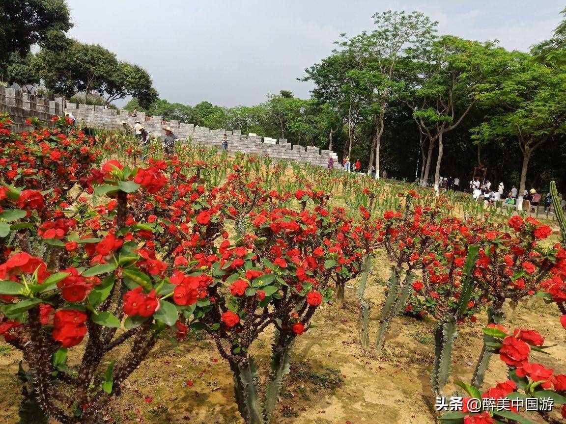 探訪夢(mèng)幻百花洲，大型花卉主題休閑勝地，環(huán)境優(yōu)美