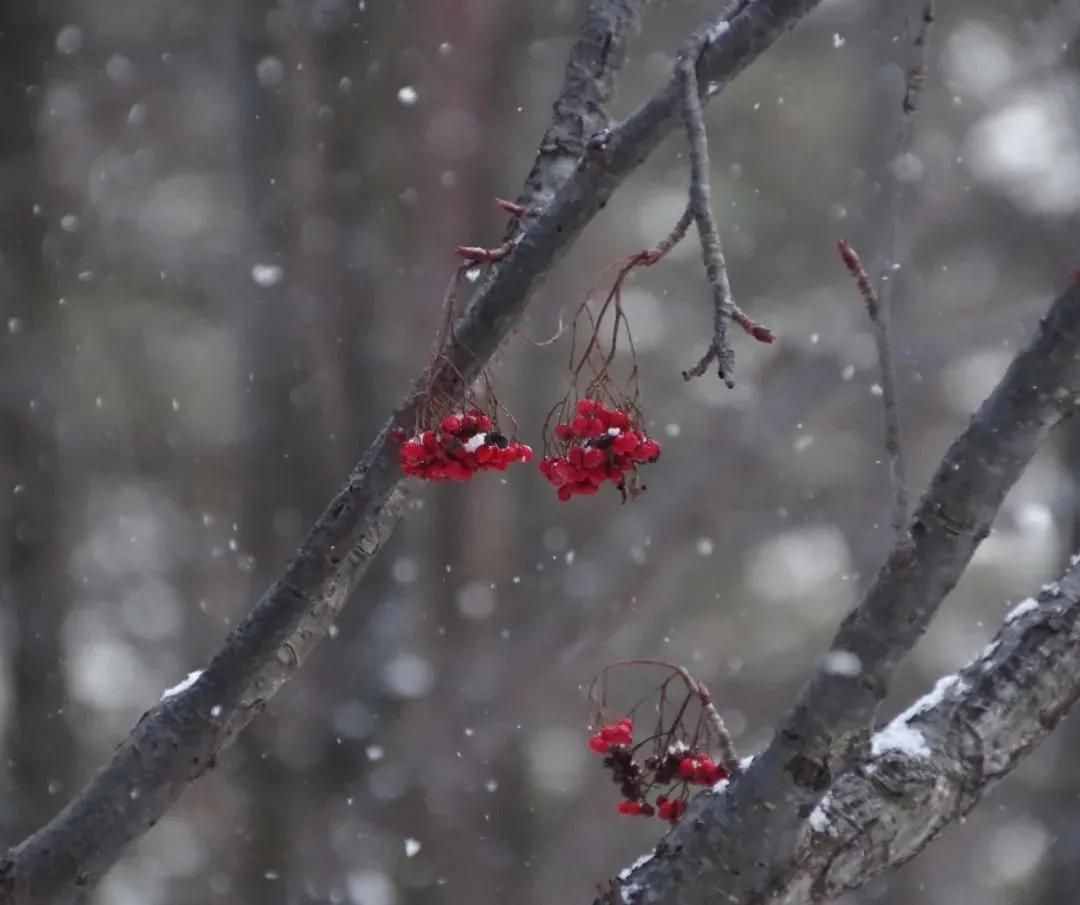 雪景拍攝技巧，教你輕松拍出雪景大片