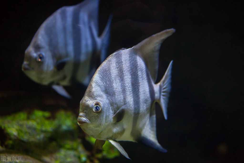 海底生存海地人還是外星人？