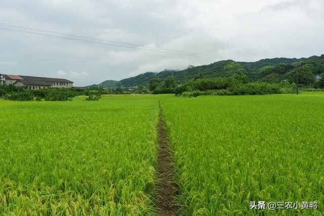 六月飛雪？天氣異常，農(nóng)民：今年夏天熱不熱？