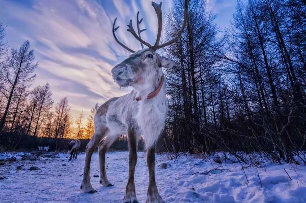 圣誕節(jié)里圣誕老人的“寵物”馴鹿，它是一種什么樣的動物呢？