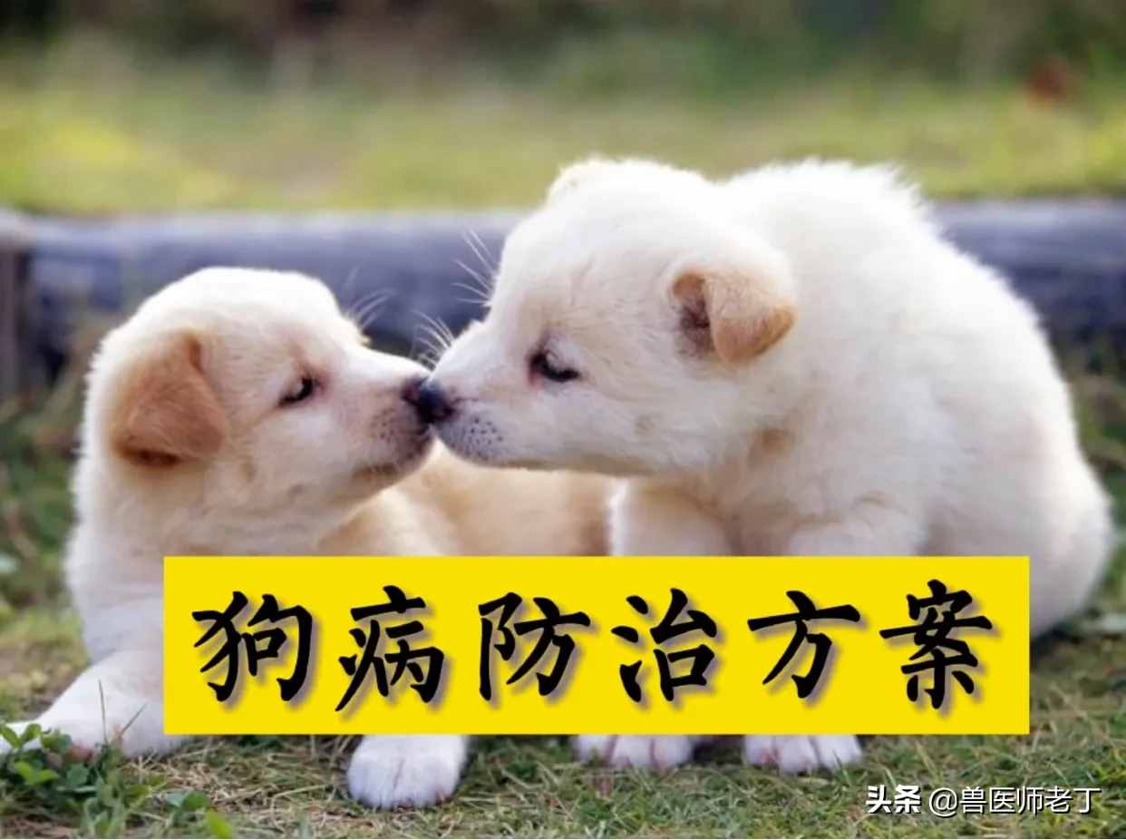 犬病處方：犬瘟熱治療方案匯總