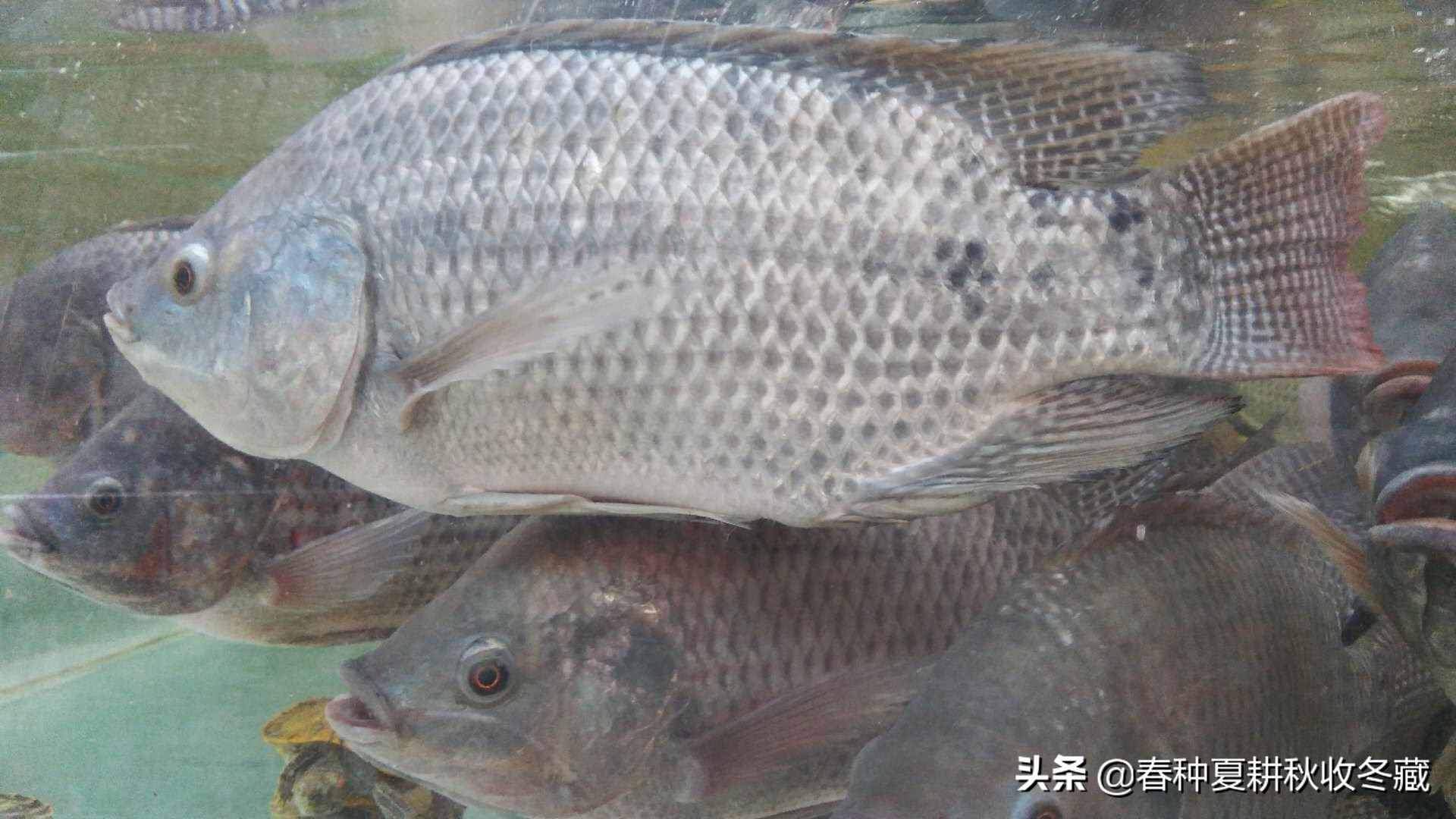 清塘生石灰，消毒漂白粉：水產養(yǎng)殖生石灰、漂白粉應該怎么用