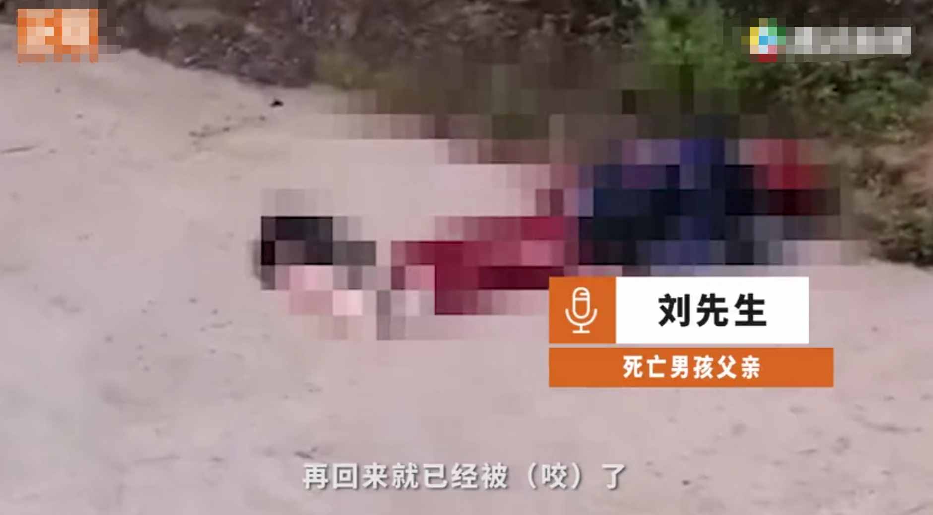 重慶8歲男童遭3只惡犬咬傷身亡！狗主人養(yǎng)犬喂生肉不栓繩，目前惡犬均被捕殺