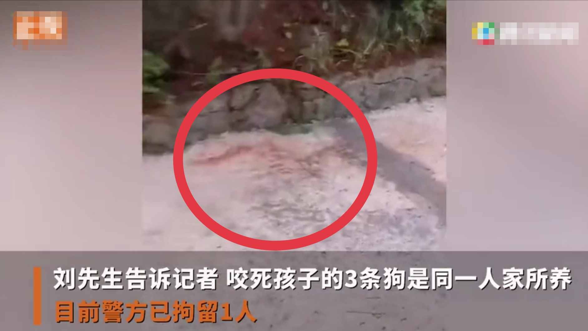 重慶8歲男童遭3只惡犬咬傷身亡！狗主人養(yǎng)犬喂生肉不栓繩，目前惡犬均被捕殺