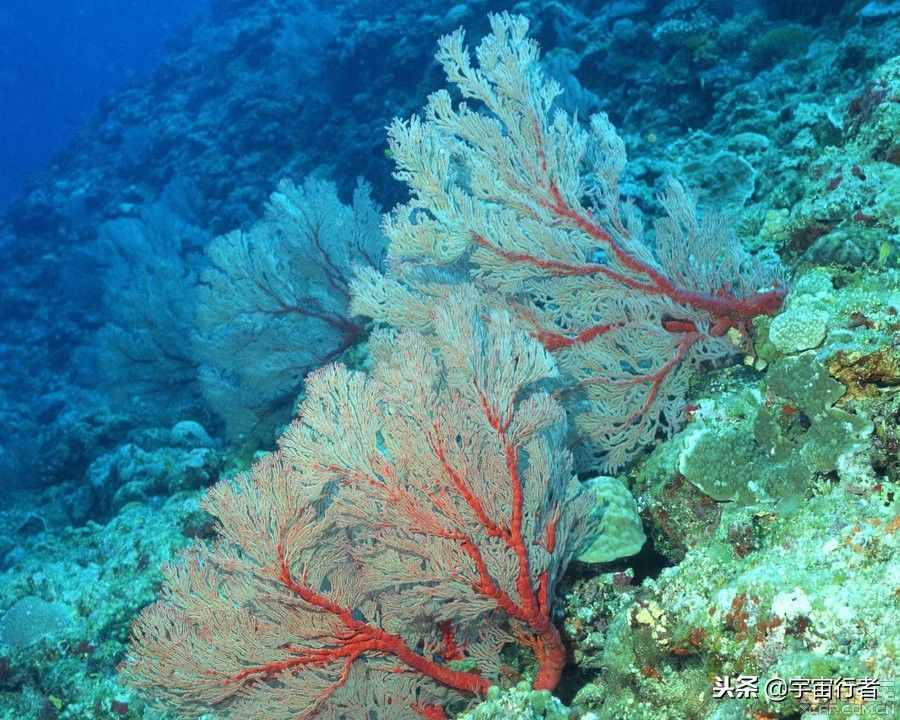 珊瑚到底是動(dòng)物還是植物？看完才知道錯(cuò)得多離譜