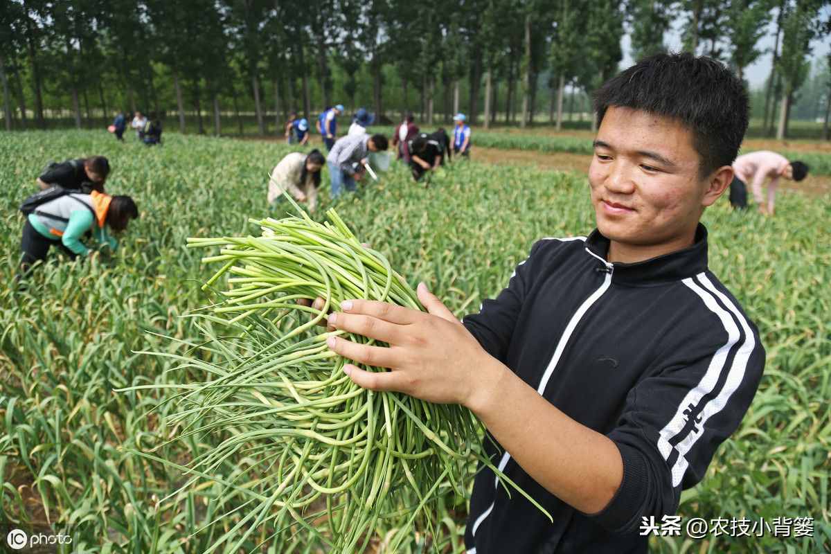 大蒜秋播正當(dāng)時(shí)，如何播種管理才能得高產(chǎn)？蒜農(nóng)應(yīng)當(dāng)注意這9點(diǎn)