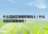 什么花的花語是積極向上（什么花的花語是信仰）