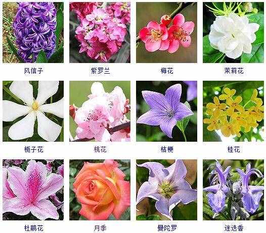 這里有500種花卉等你來(lái)認(rèn)領(lǐng)！很多人都收起來(lái)當(dāng)寶典啦！