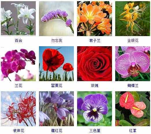 這里有500種花卉等你來(lái)認(rèn)領(lǐng)！很多人都收起來(lái)當(dāng)寶典啦！