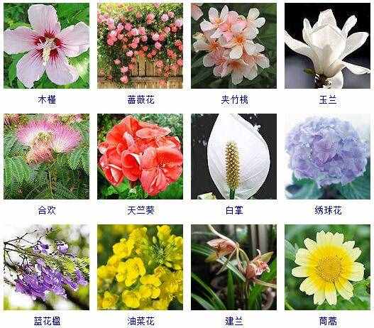 這里有500種花卉等你來(lái)認(rèn)領(lǐng)！很多人都收起來(lái)當(dāng)寶典啦！