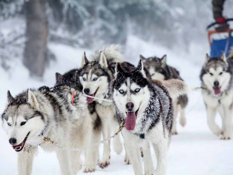 哈士奇、薩摩耶、阿拉斯加犬哪種狗狗容易養(yǎng)？一文幫你解答