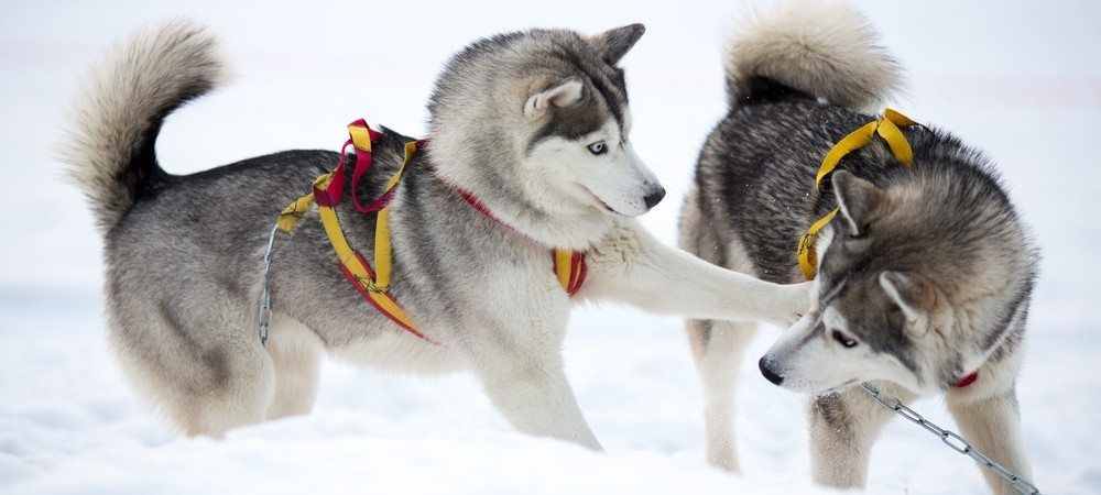 哈士奇、薩摩耶、阿拉斯加犬哪種狗狗容易養(yǎng)？一文幫你解答