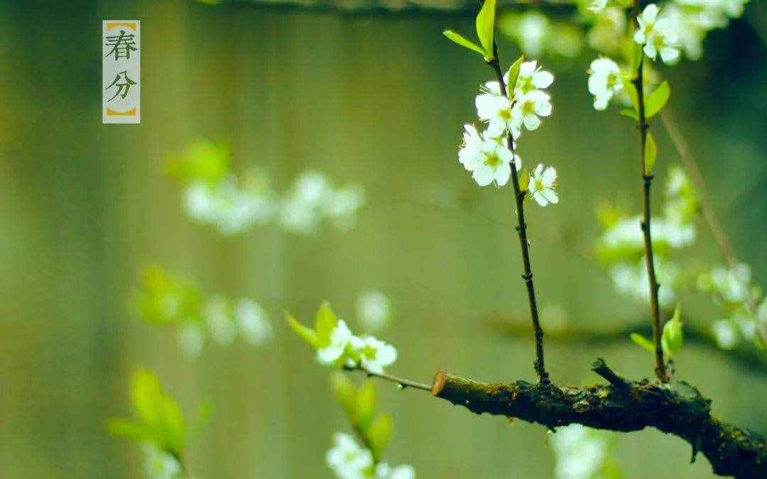 春色正中分 鶯歌燕歸時，十二首春分的詩詞，沉醉在春天的美好里