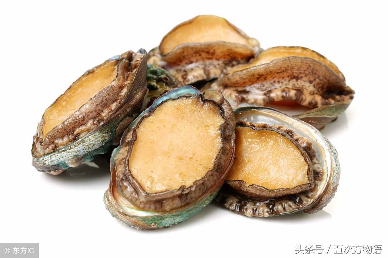 鱷魚不是魚，鯨魚也不是魚，鯊魚是魚嗎？