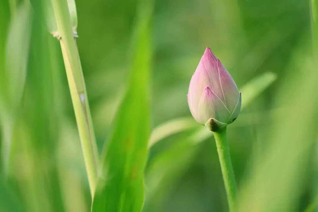 70句唯美荷花詩詞，送你一池荷風(fēng)蓮香