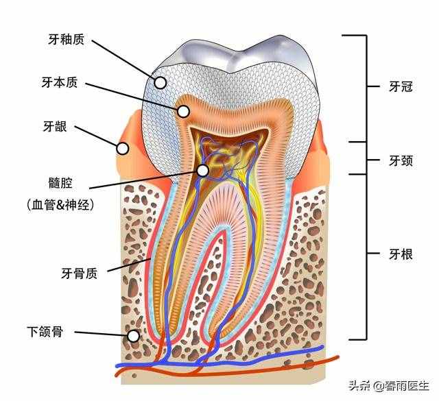 全身上下誰(shuí)最硬？選骨頭的都錯(cuò)了