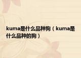 kuma是什么品種狗（kuma是什么品種的狗）