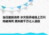 當(dāng)日最新消息 水災(zāi)后養(yǎng)殖場上萬只雞被淹死 損失數(shù)千萬讓人淚目