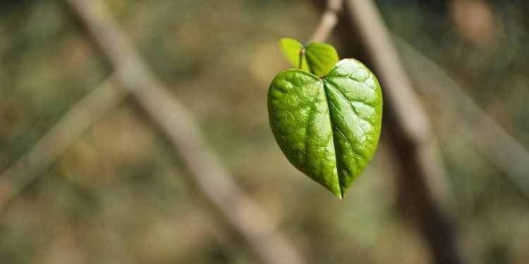 七十大壽祝福語(yǔ)簡(jiǎn)短 七十大壽祝壽詞十個(gè)字