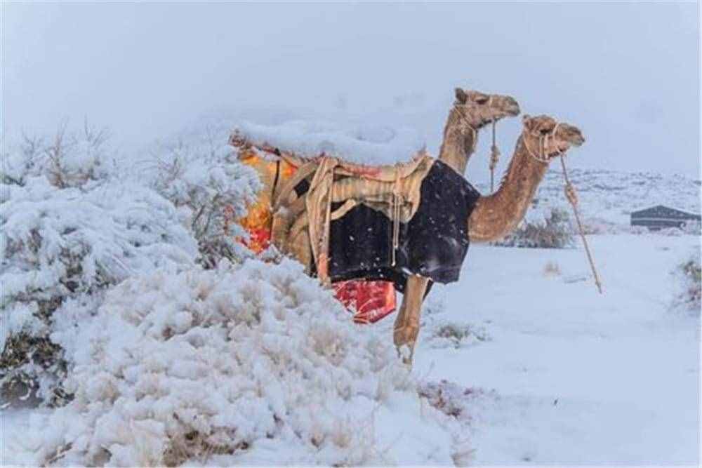 撒哈拉沙漠下雪了，以后會(huì)變綠洲嗎？