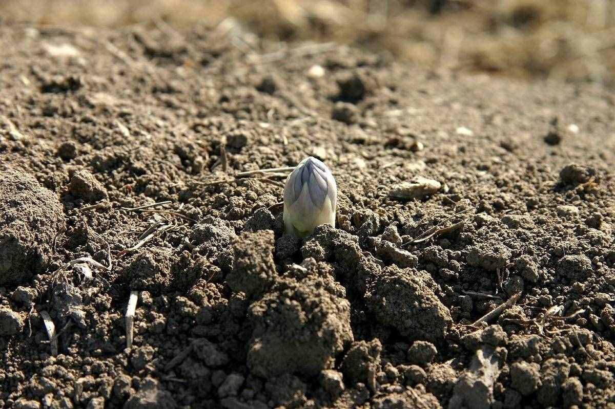 很全面的蘆筍種植方案，建議收藏