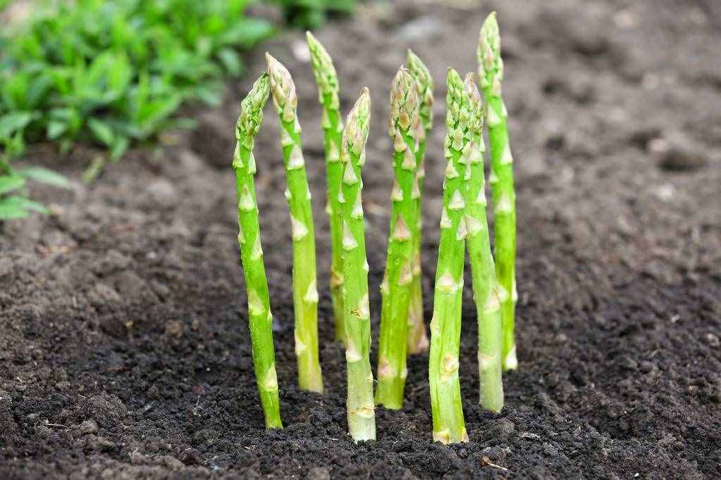 很全面的蘆筍種植方案，建議收藏