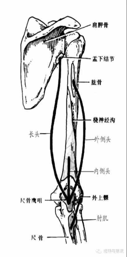 肘關(guān)節(jié)伸的肌肉——肱三頭?。χ饧?class=